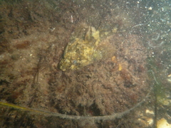 Taurulus bubalis