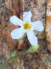 Chaenostoma decipiens