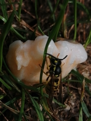 Vespula germanica