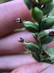 Platanthera clavellata