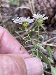 Erigeron glacialis
