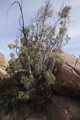 Ficus cordata cordata