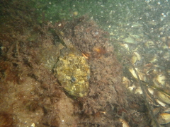 Taurulus bubalis