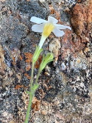 Chaenostoma decipiens