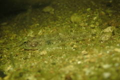 Favonigobius reichei