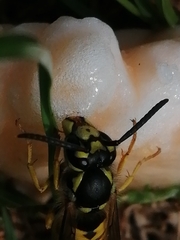 Vespula germanica