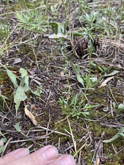 Erigeron glacialis