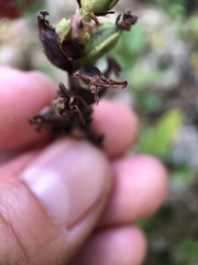 Platanthera clavellata