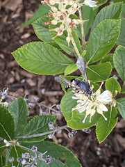 Bicyrtes quadrifasciatus