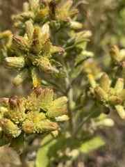 Pentanema squarrosum