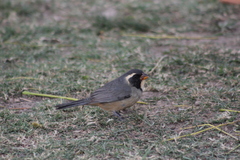 Saltator aurantiirostris
