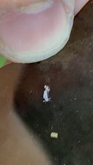 Trinchesia albocrusta