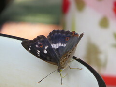 Apatura ilia