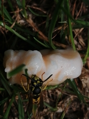 Vespula germanica