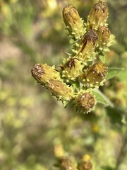 Pentanema squarrosum