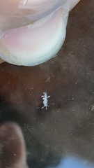 Trinchesia albocrusta