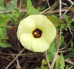 Pavonia cancellata