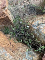 Chaenostoma decipiens