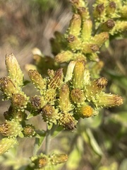 Pentanema squarrosum