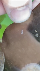 Trinchesia albocrusta