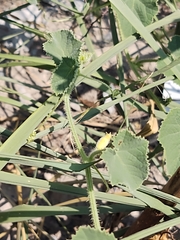 Cucumis melo