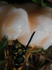 Vespula germanica