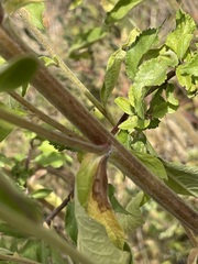 Pentanema squarrosum