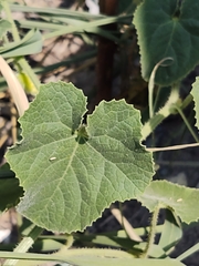 Cucumis melo