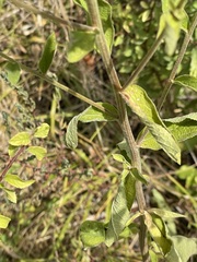 Pentanema squarrosum