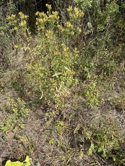 Pentanema squarrosum