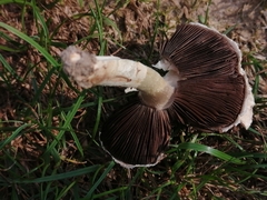 Agaricus