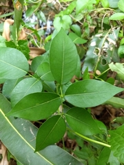 Derris trifoliata