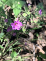 Mirabilis nyctaginea