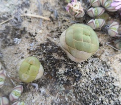 Crassula columnaris