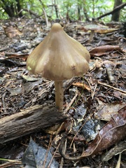 Entoloma strictius