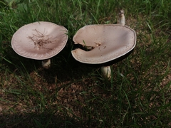 Agaricus