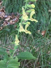 Salvia glutinosa