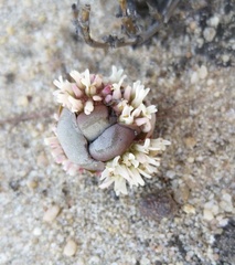 Crassula columnaris