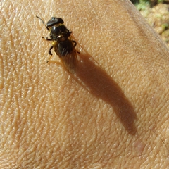Cyclorrhapha