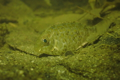 Siganus guttatus