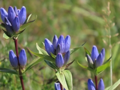 Gentiana andrewsii