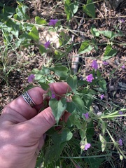 Mirabilis nyctaginea