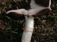 Agaricus