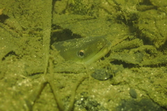 Anguilla japonica