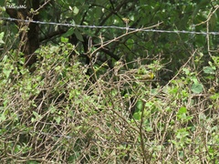 Basileuterus rufifrons