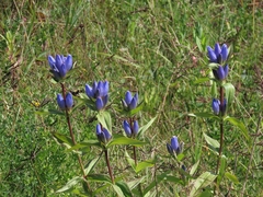 Gentiana andrewsii