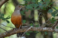 Turdus rufiventris