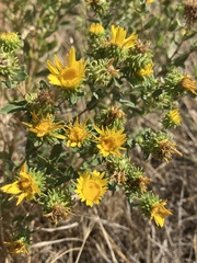 Grindelia squarrosa