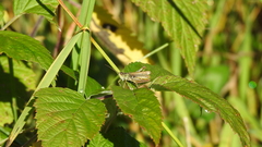 Chorthippus apricarius