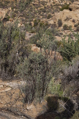 Montinia caryophyllacea